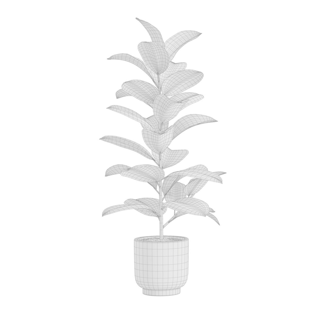 Indoor Plants 3D Model – Exotic Potted Plants, FBX, Blender - View 8