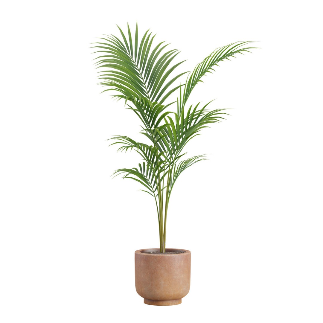 Indoor Plants 3D Model – Exotic Potted Plants, FBX, Blender - View 9