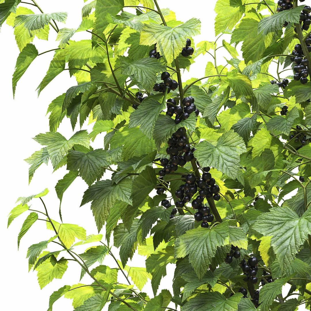 Currant Bush 3D Model – Realistic Plant Asset, FBX, PBR Textures