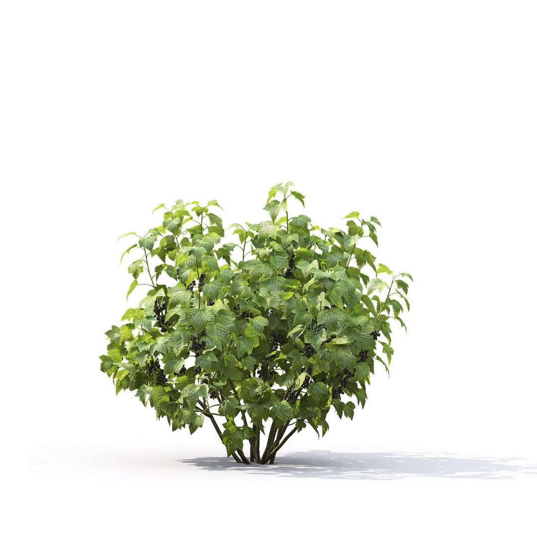Currant Bush 3D Model – Realistic Plant Asset, FBX, PBR Textures - View 10