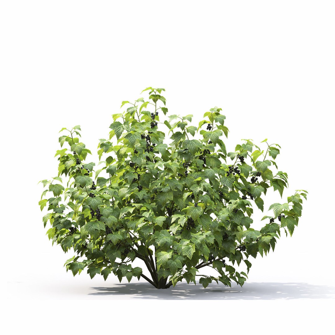 Currant Bush 3D Model – Realistic Plant Asset, FBX, PBR Textures - View 11