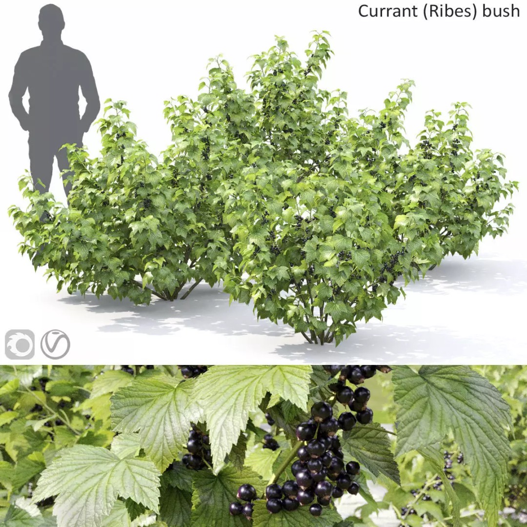 Currant Bush 3D Model – Realistic Plant Asset, FBX, PBR Textures - View 2