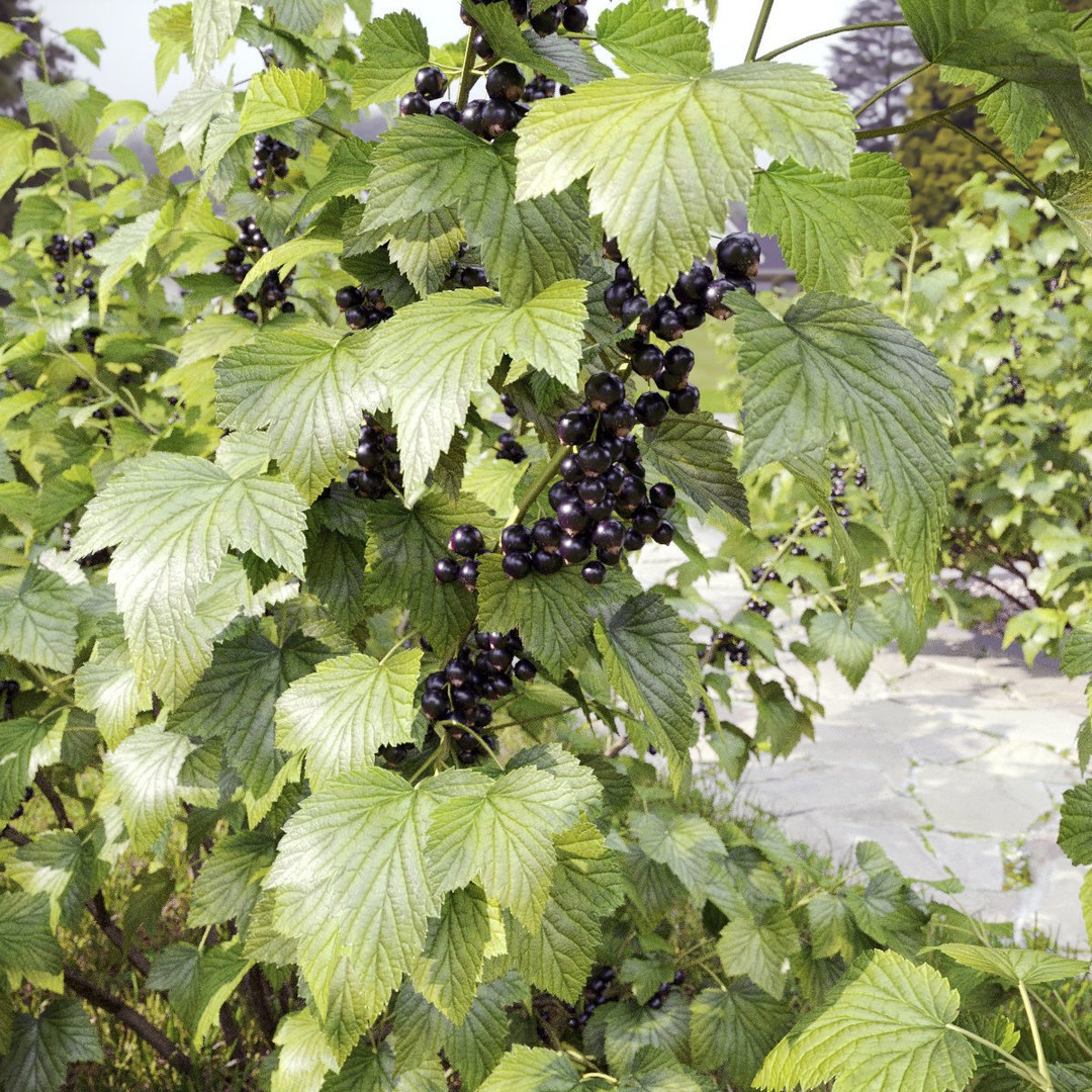 Currant Bush 3D Model – Realistic Plant Asset, FBX, PBR Textures - View 3