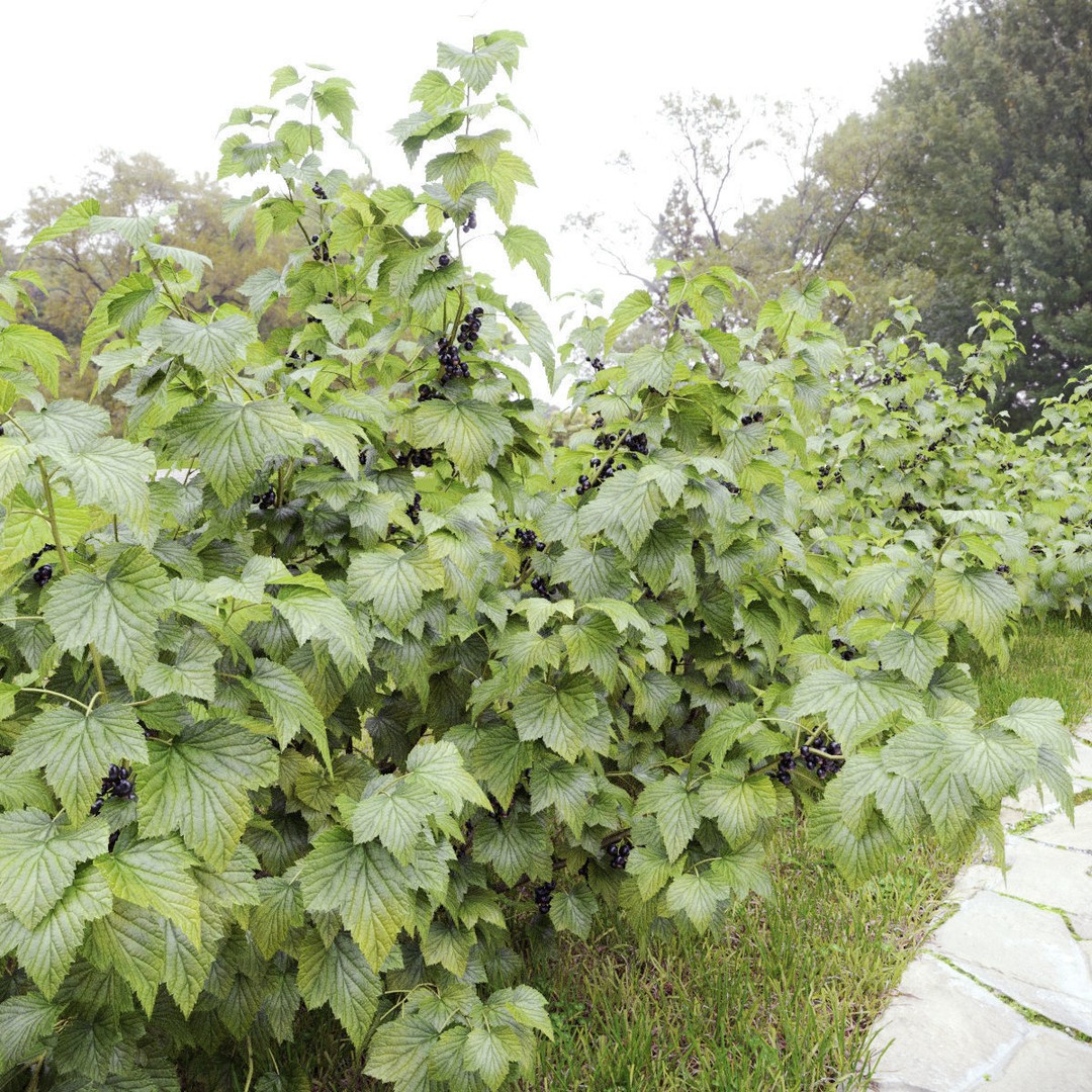 Currant Bush 3D Model – Realistic Plant Asset, FBX, PBR Textures - View 4