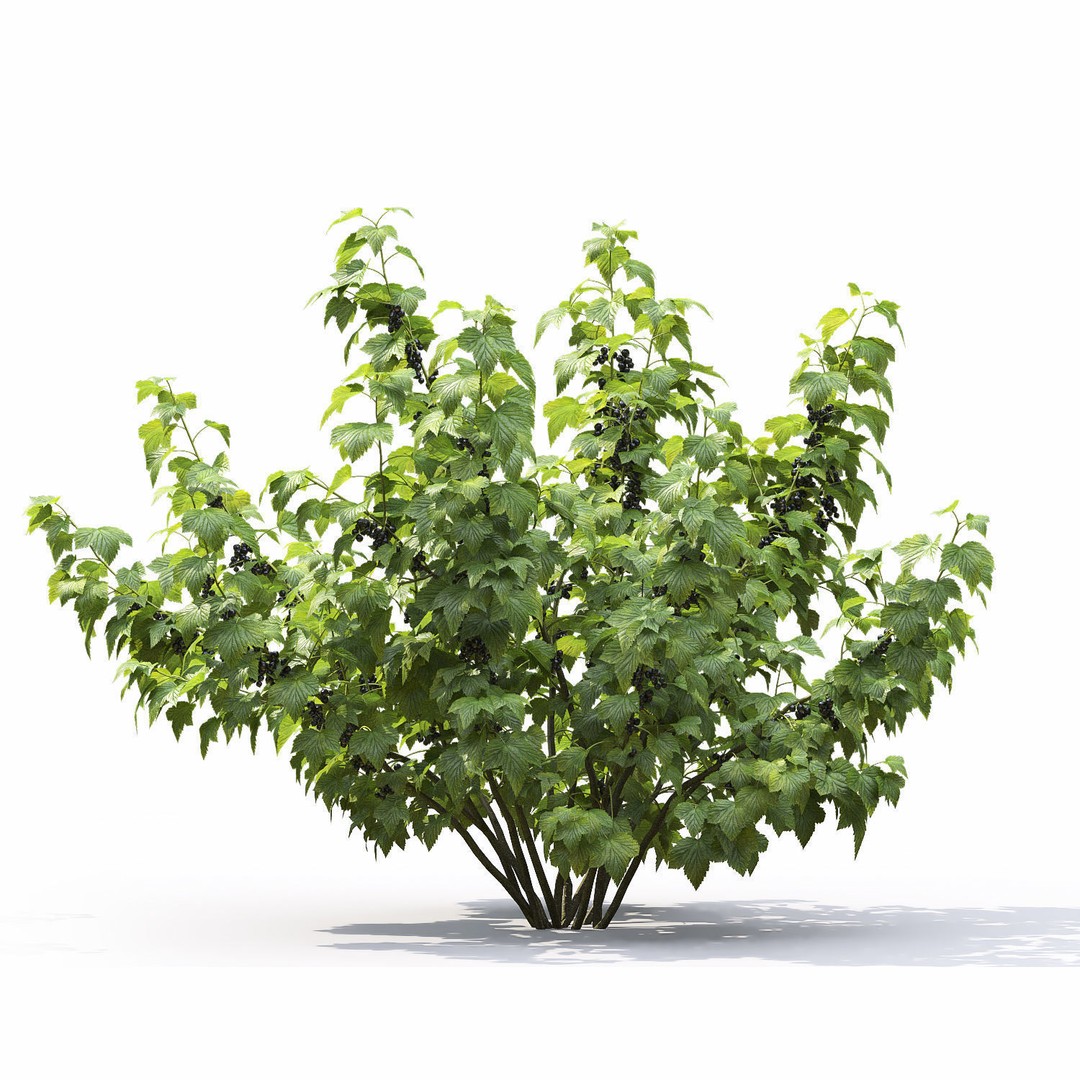 Currant Bush 3D Model – Realistic Plant Asset, FBX, PBR Textures - View 7