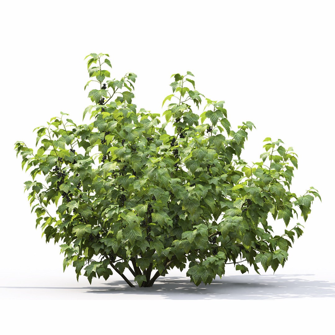 Currant Bush 3D Model – Realistic Plant Asset, FBX, PBR Textures - View 8