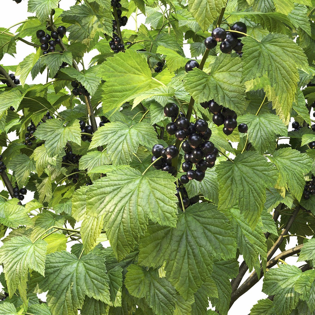 Currant Bush 3D Model – Realistic Plant Asset, FBX, PBR Textures - View 9