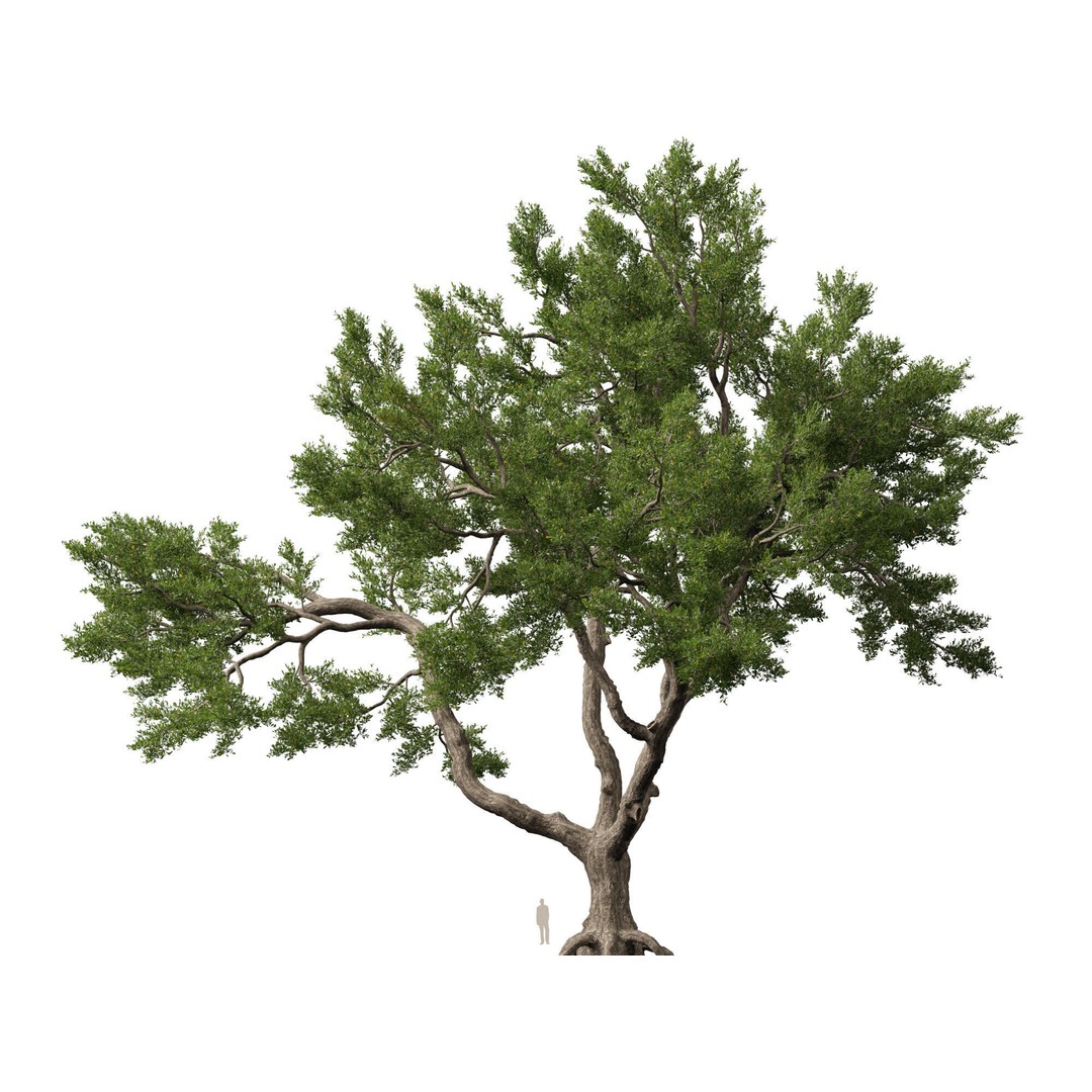 Quercus Virginiana 3D Model – Low Poly Live Oak Tree, PBR, FBX