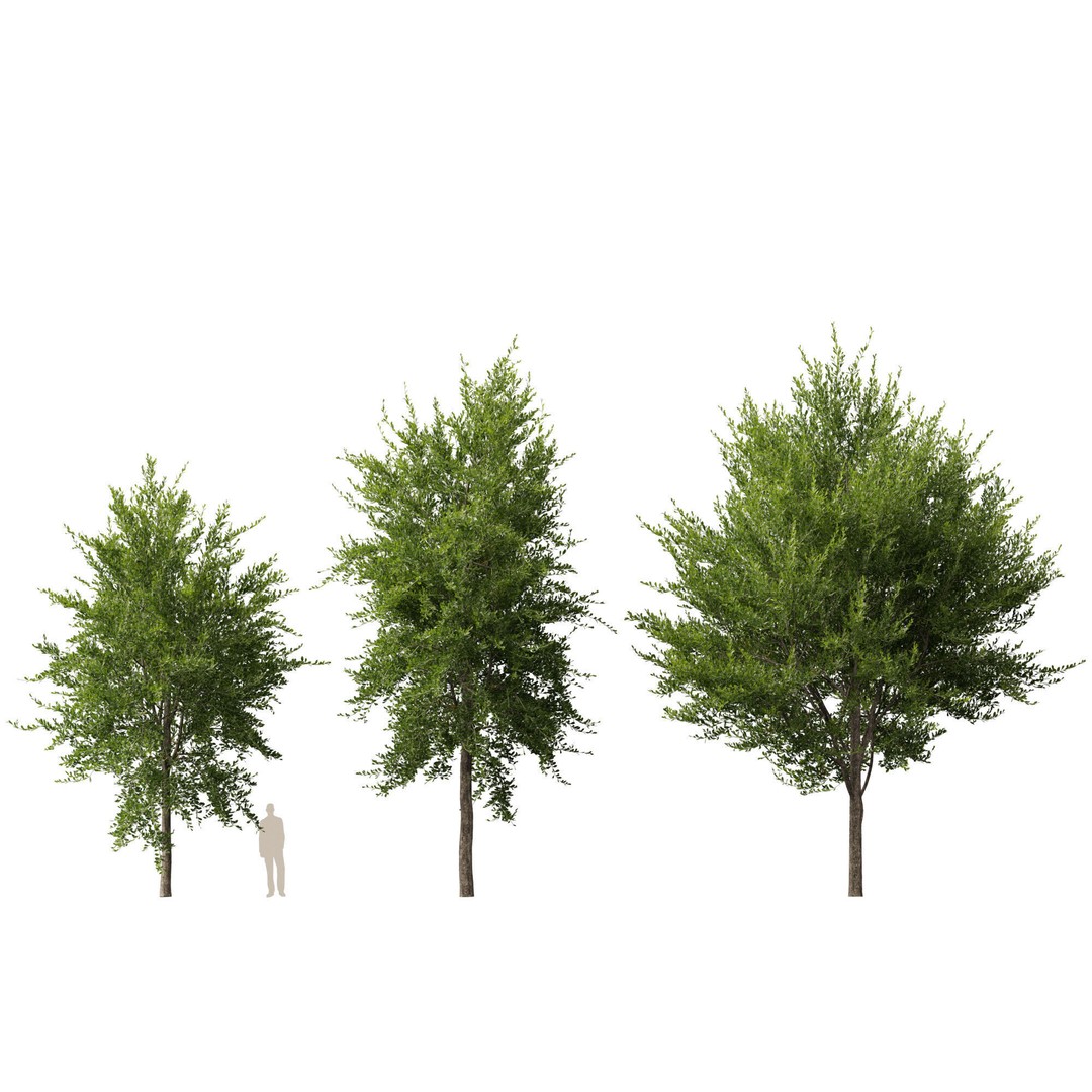 Quercus Virginiana 3D Model – Low Poly Live Oak Tree, PBR, FBX - View 10
