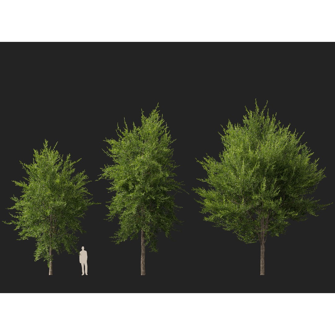 Quercus Virginiana 3D Model – Low Poly Live Oak Tree, PBR, FBX - View 11