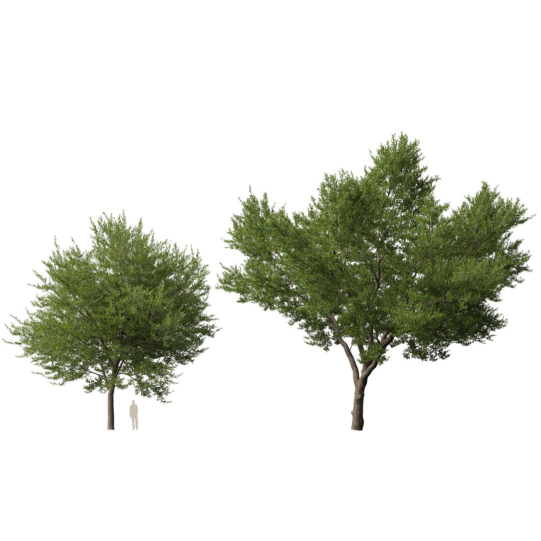 Quercus Virginiana 3D Model – Low Poly Live Oak Tree, PBR, FBX - View 12