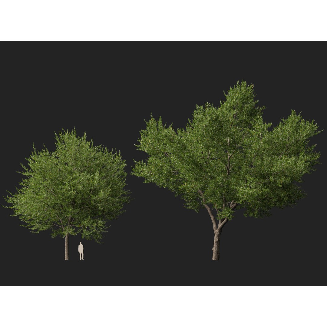 Quercus Virginiana 3D Model – Low Poly Live Oak Tree, PBR, FBX - View 13
