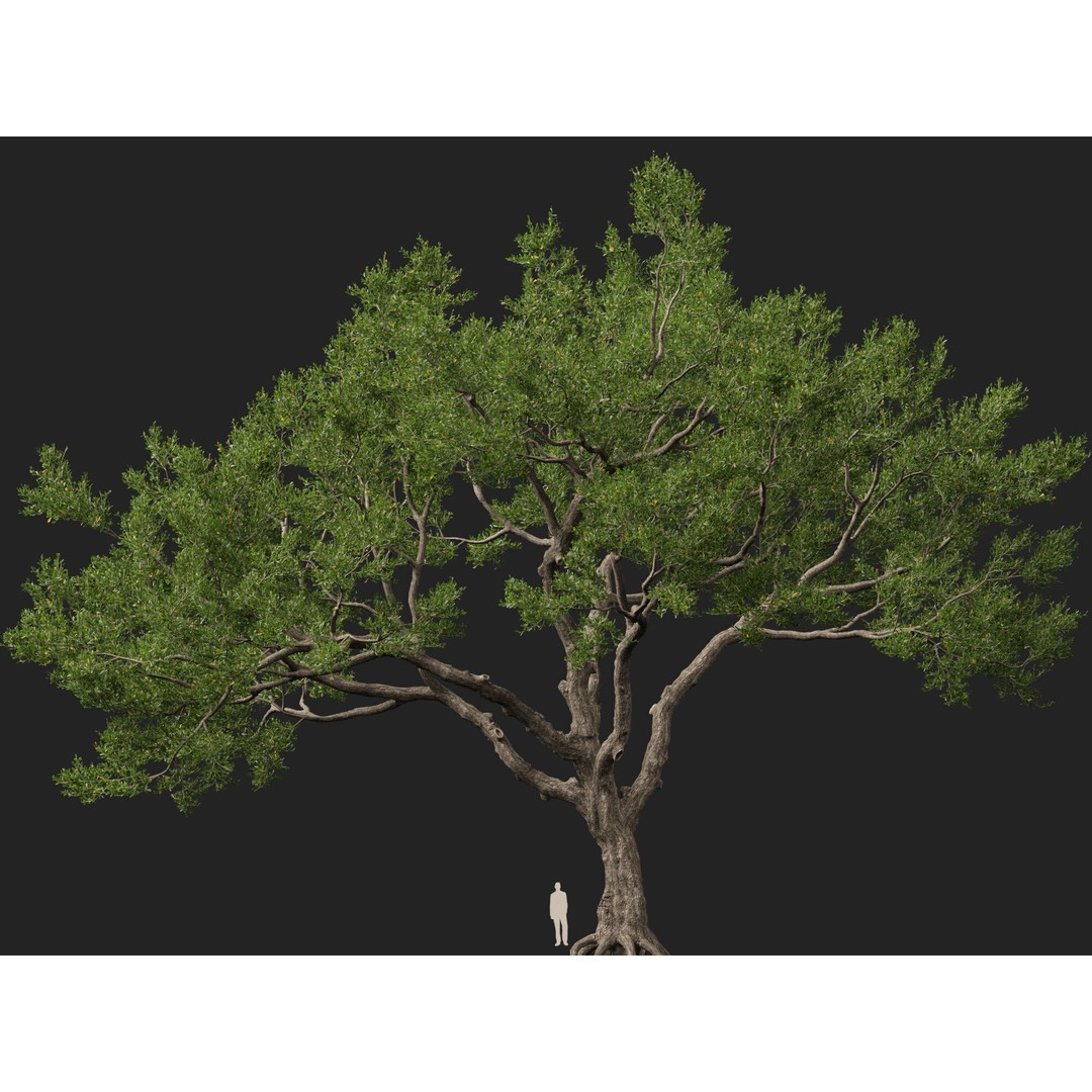 Quercus Virginiana 3D Model – Low Poly Live Oak Tree, PBR, FBX - View 14