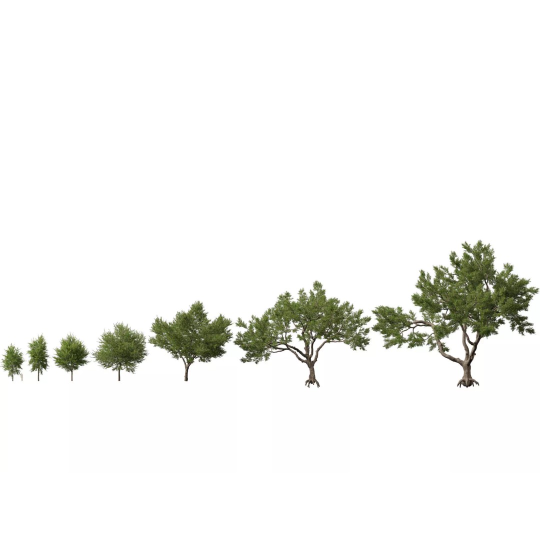 Quercus Virginiana 3D Model – Low Poly Live Oak Tree, PBR, FBX - View 2