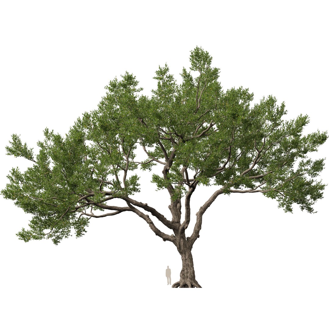 Quercus Virginiana 3D Model – Low Poly Live Oak Tree, PBR, FBX - View 3