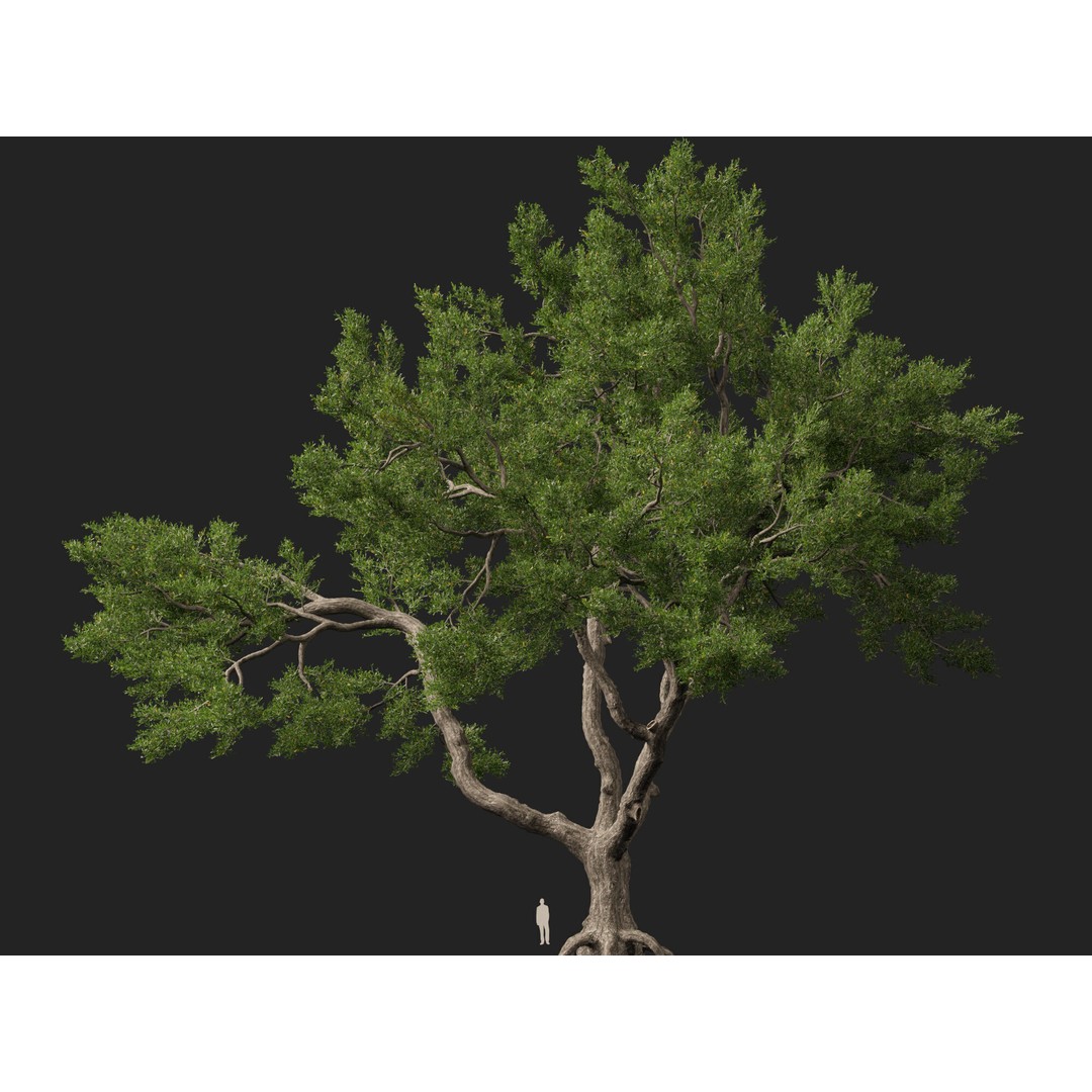 Quercus Virginiana 3D Model – Low Poly Live Oak Tree, PBR, FBX - View 4