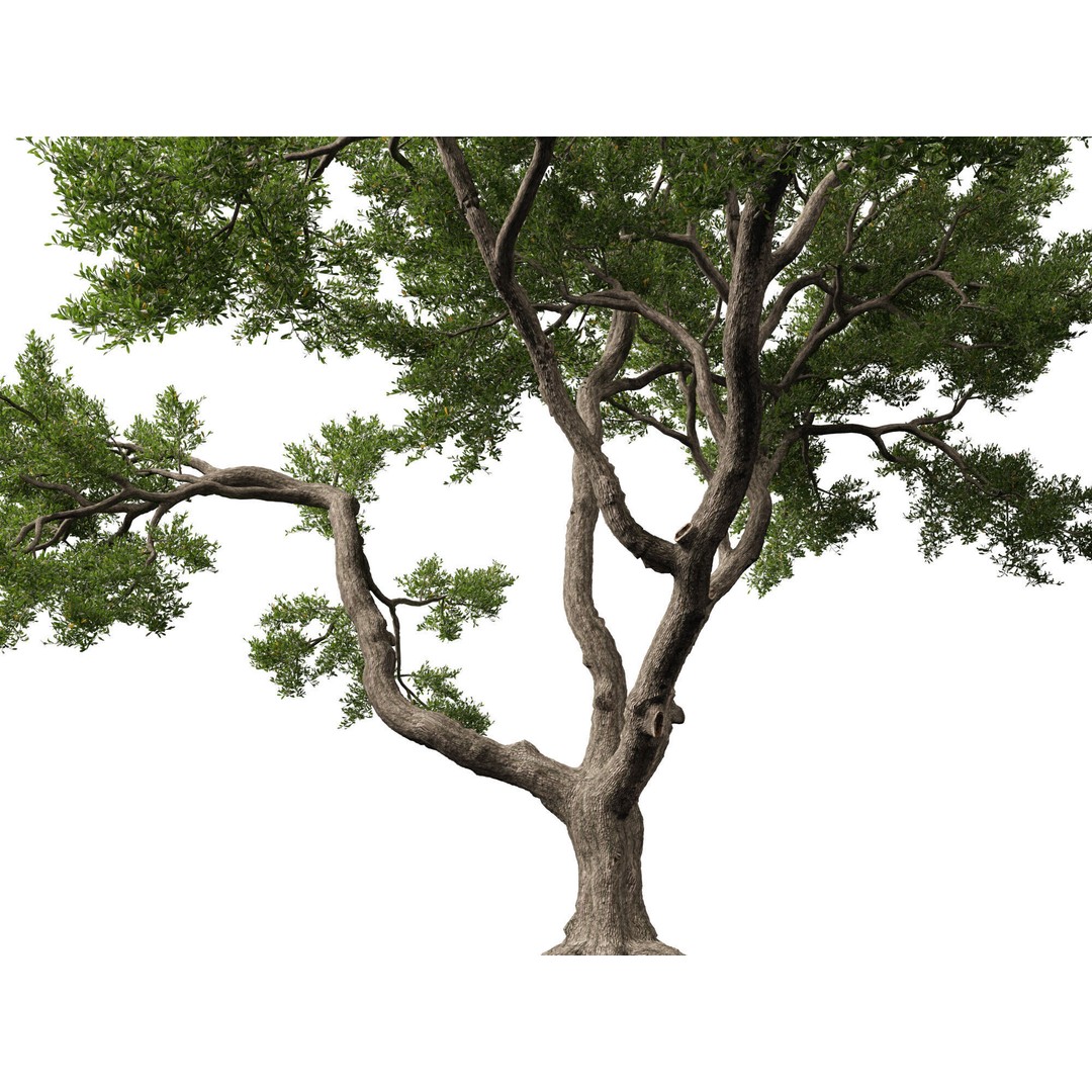 Quercus Virginiana 3D Model – Low Poly Live Oak Tree, PBR, FBX - View 5