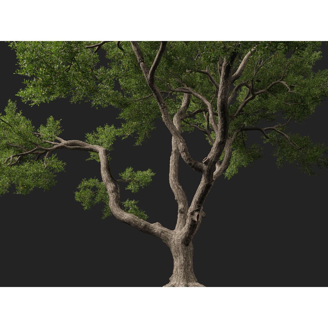 Quercus Virginiana 3D Model – Low Poly Live Oak Tree, PBR, FBX - View 6