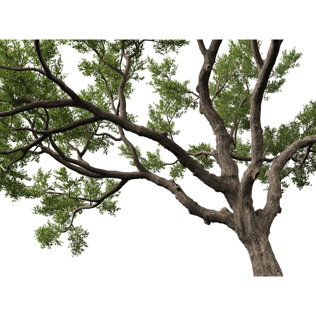 Quercus Virginiana 3D Model – Low Poly Live Oak Tree, PBR, FBX - View 7