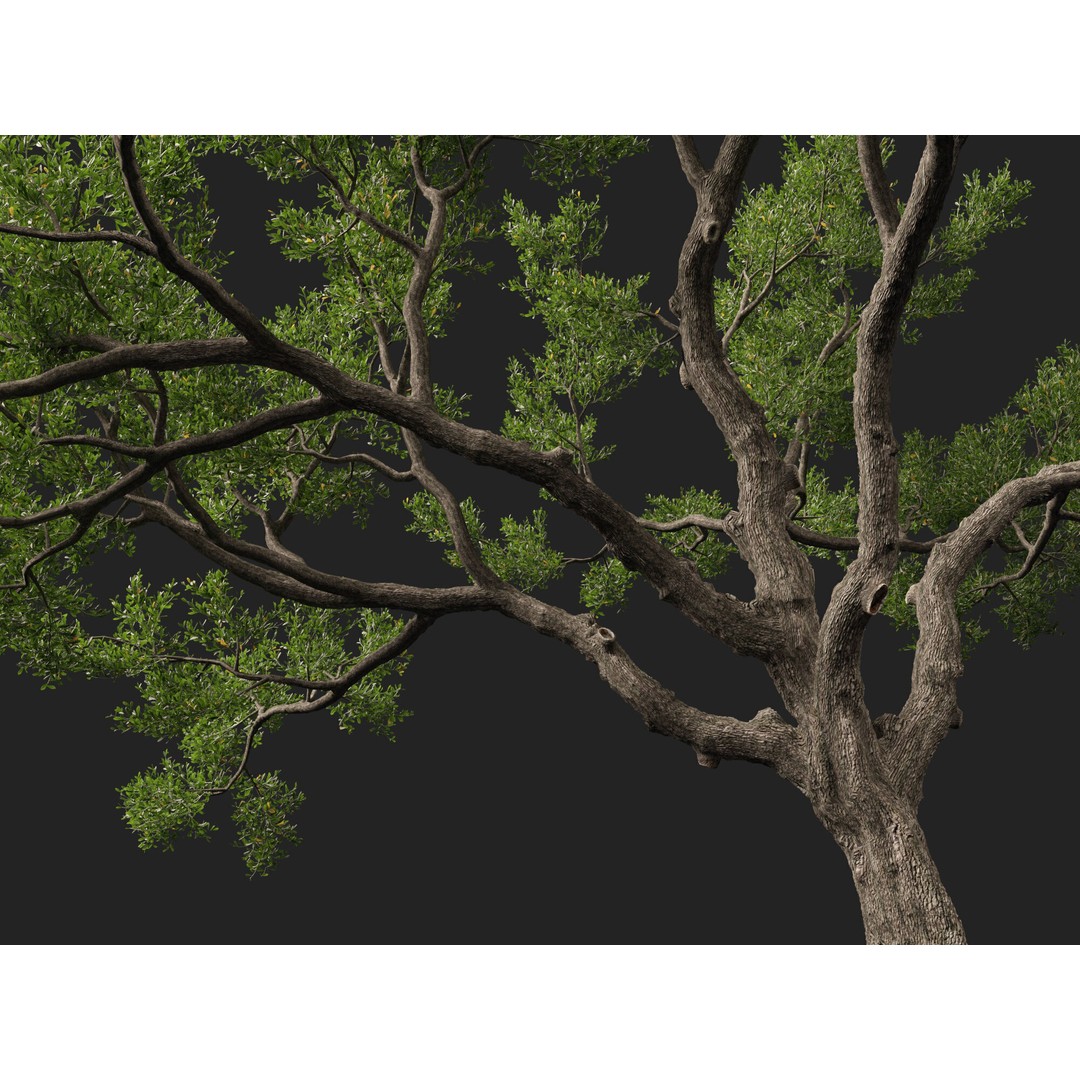 Quercus Virginiana 3D Model – Low Poly Live Oak Tree, PBR, FBX - View 8