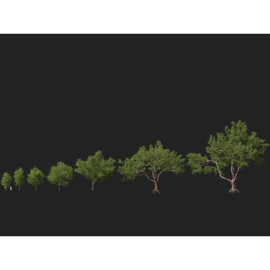 Quercus Virginiana 3D Model – Low Poly Live Oak Tree, PBR, FBX - View 9