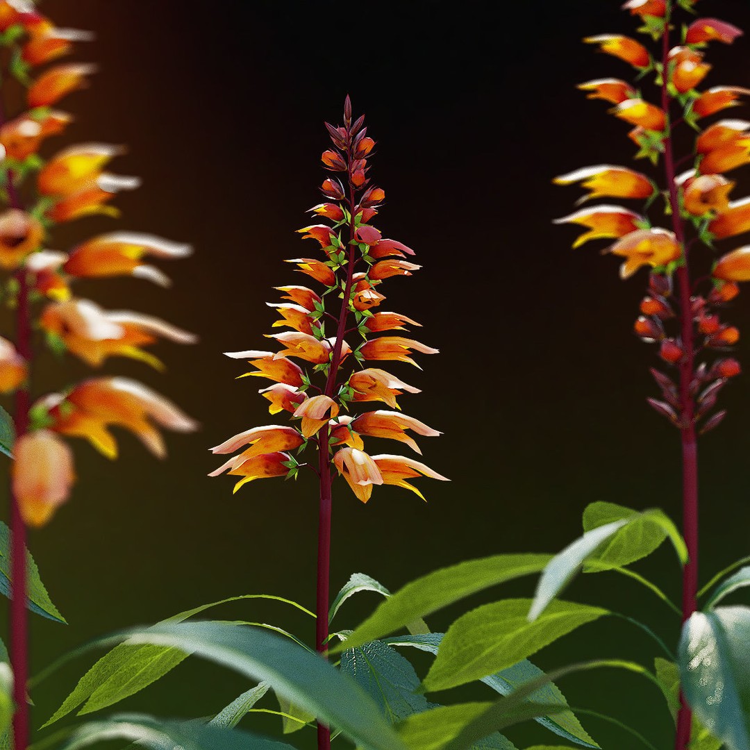 Digitalis Canariensis Flower 3D Model – High Poly PBR Asset, FBX, OBJ - View 3