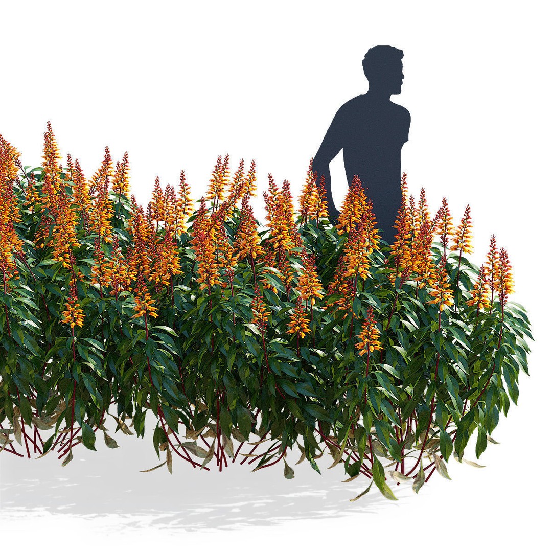Digitalis Canariensis Flower 3D Model – High Poly PBR Asset, FBX, OBJ - View 5