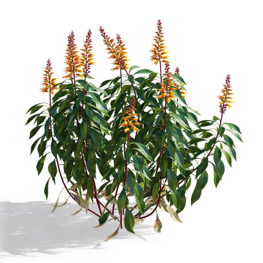 Digitalis Canariensis Flower 3D Model – High Poly PBR Asset, FBX, OBJ - View 7