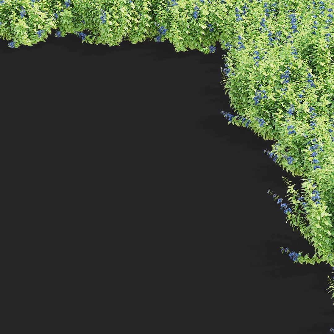 Caryopteris Clandonensis 3D Model – High Poly PBR Flora Asset, FBX & OBJ