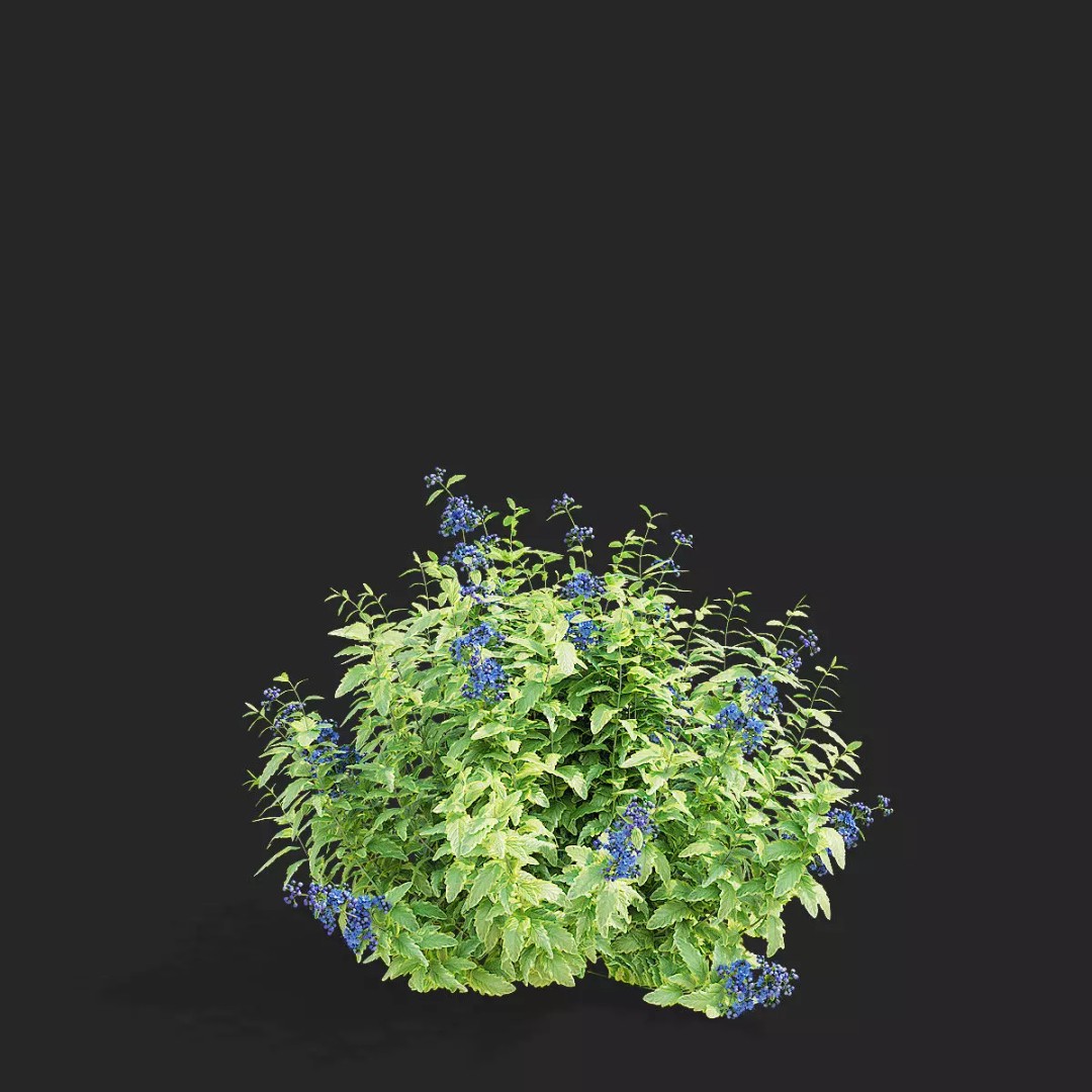 Caryopteris Clandonensis 3D Model – High Poly PBR Flora Asset, FBX & OBJ - View 10