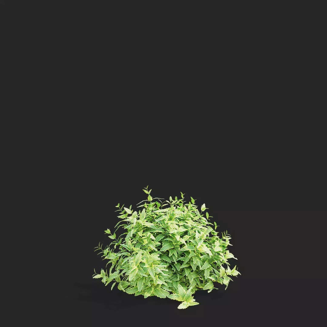 Caryopteris Clandonensis 3D Model – High Poly PBR Flora Asset, FBX & OBJ - View 11