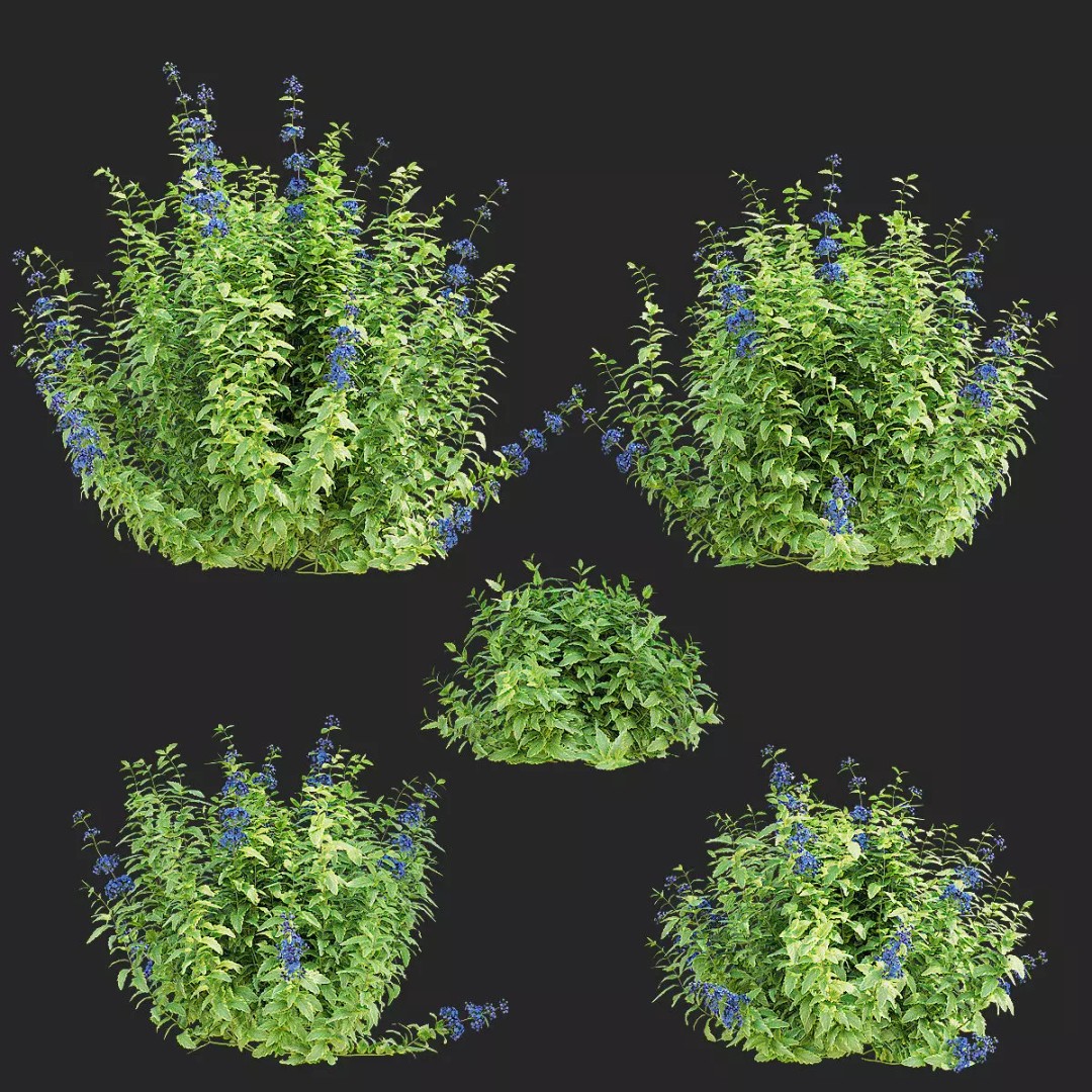 Caryopteris Clandonensis 3D Model – High Poly PBR Flora Asset, FBX & OBJ - View 12
