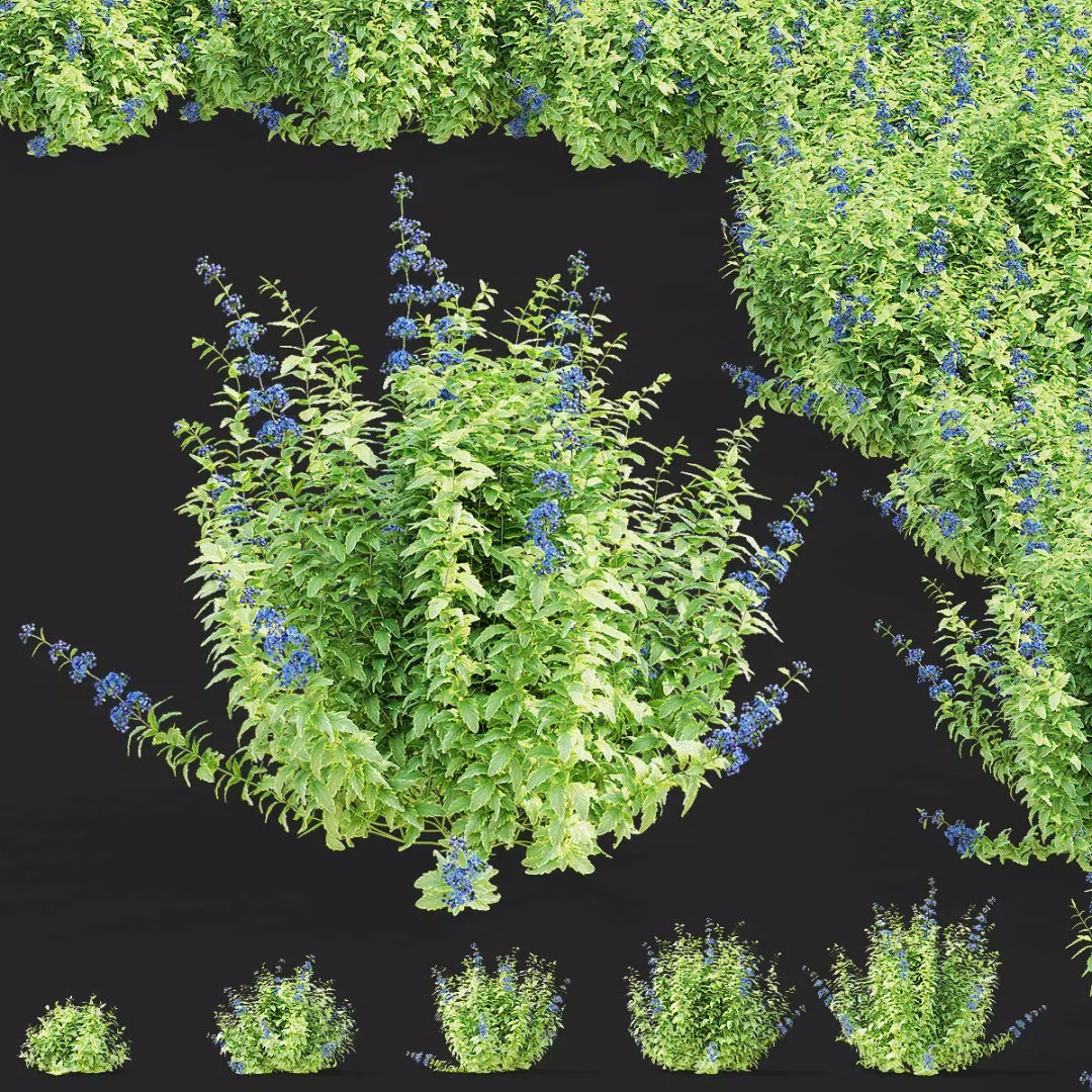Caryopteris Clandonensis 3D Model – High Poly PBR Flora Asset, FBX & OBJ - View 2