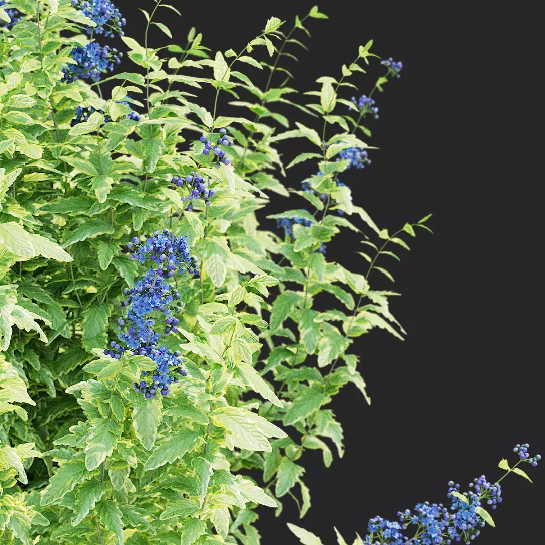 Caryopteris Clandonensis 3D Model – High Poly PBR Flora Asset, FBX & OBJ - View 3
