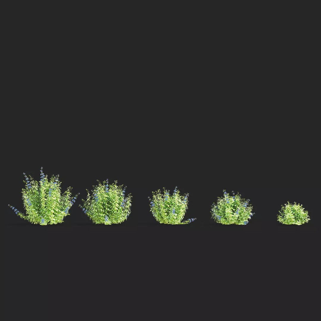 Caryopteris Clandonensis 3D Model – High Poly PBR Flora Asset, FBX & OBJ - View 4