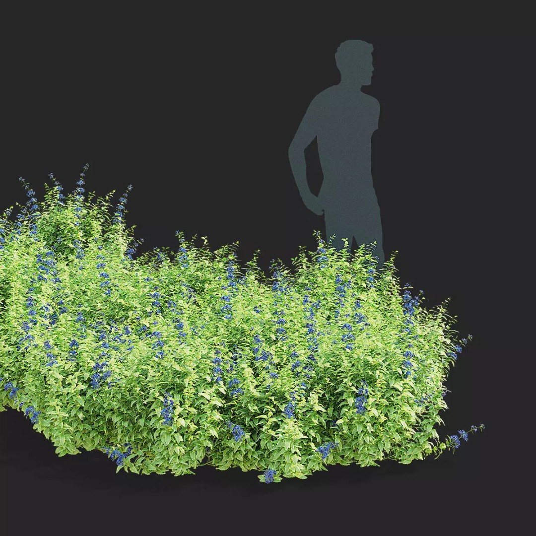 Caryopteris Clandonensis 3D Model – High Poly PBR Flora Asset, FBX & OBJ - View 5
