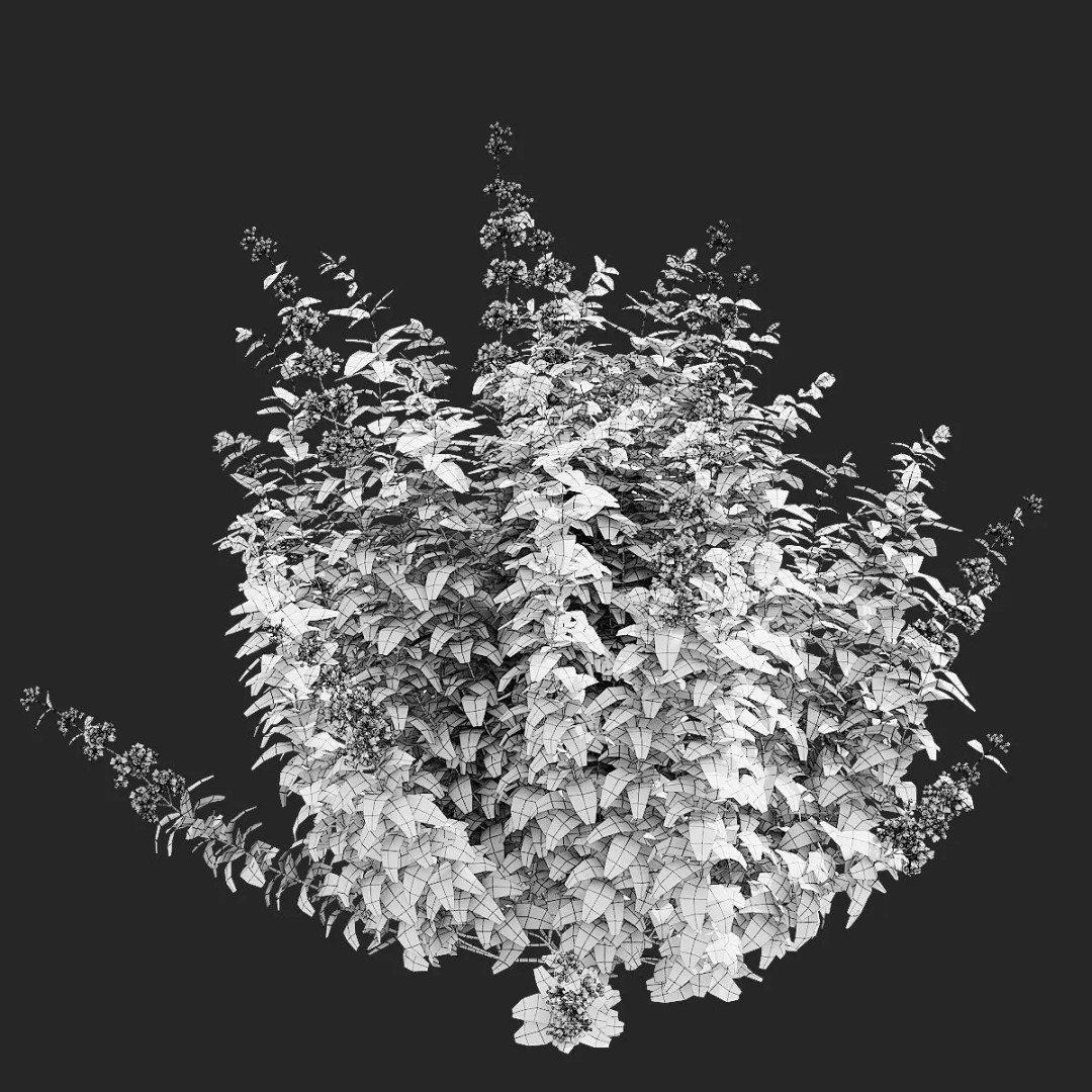 Caryopteris Clandonensis 3D Model – High Poly PBR Flora Asset, FBX & OBJ - View 6