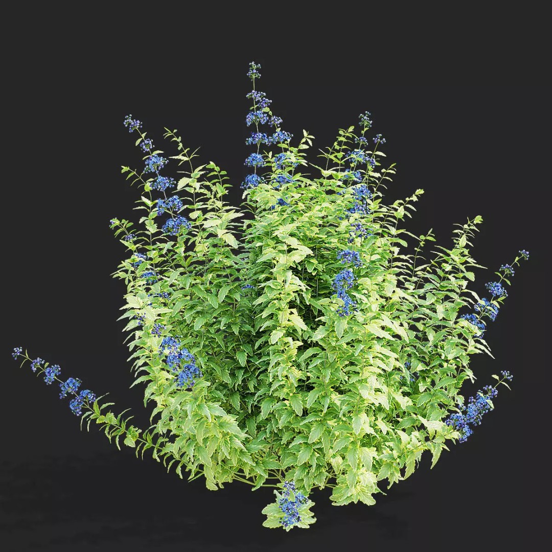 Caryopteris Clandonensis 3D Model – High Poly PBR Flora Asset, FBX & OBJ - View 7