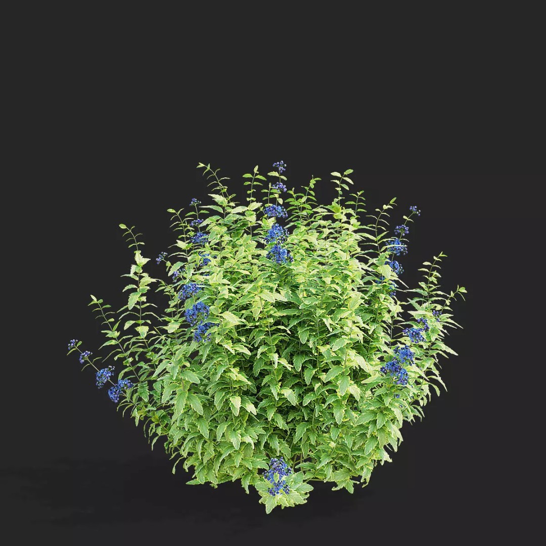 Caryopteris Clandonensis 3D Model – High Poly PBR Flora Asset, FBX & OBJ - View 8