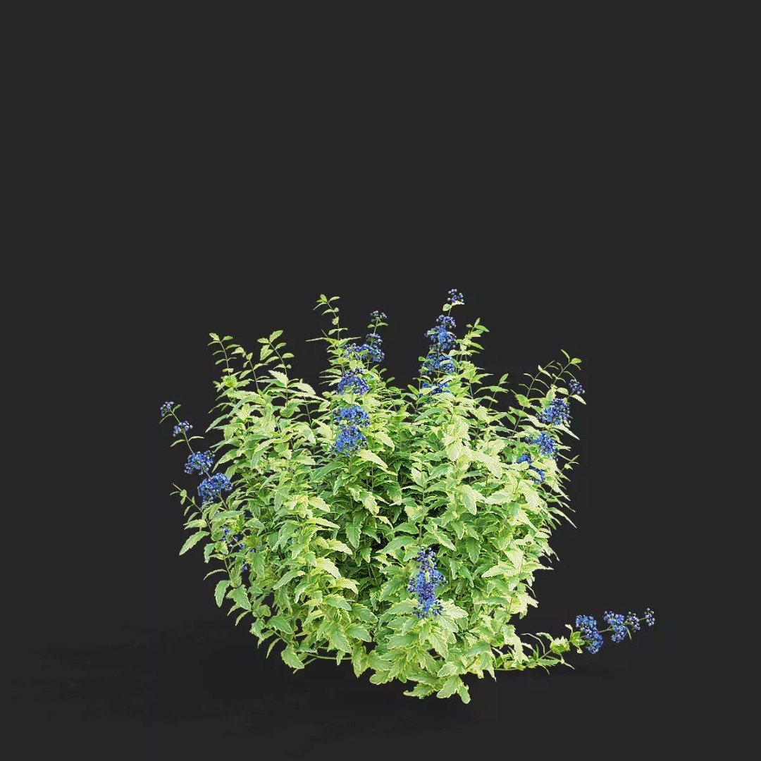 Caryopteris Clandonensis 3D Model – High Poly PBR Flora Asset, FBX & OBJ - View 9