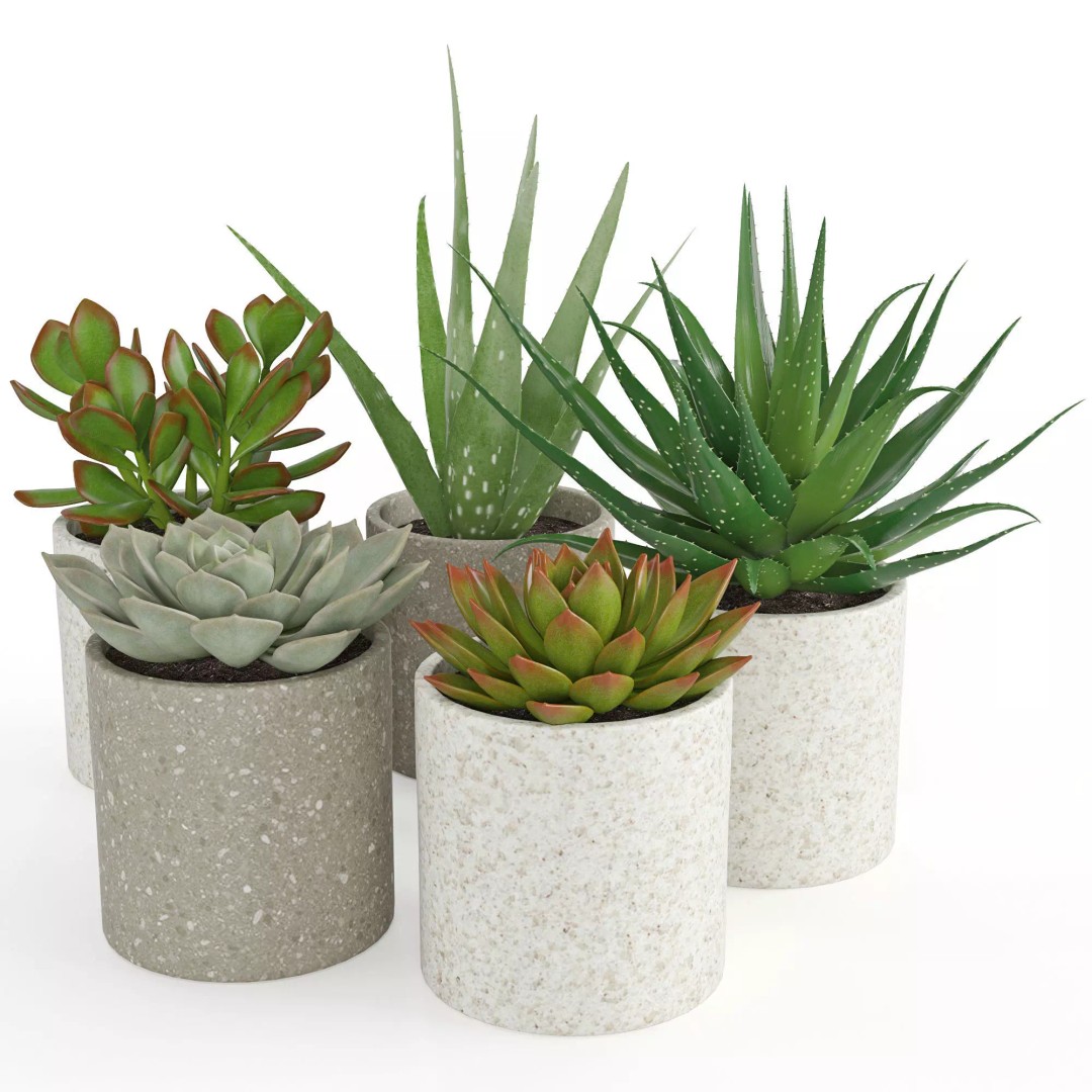 Houseplant 63 3D Model – PBR Textured Indoor Plant, FBX - View 2