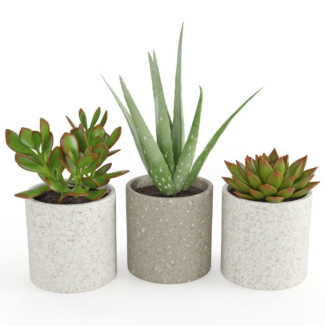 Houseplant 63 3D Model – PBR Textured Indoor Plant, FBX - View 4
