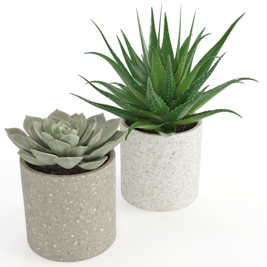 Houseplant 63 3D Model – PBR Textured Indoor Plant, FBX - View 5