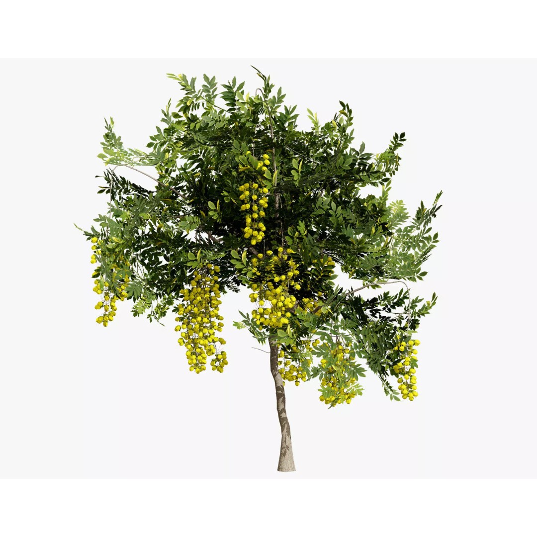 Golden Shower Tree 3D Model – Low Poly Animated Game Asset, FBX, Blender - View 2