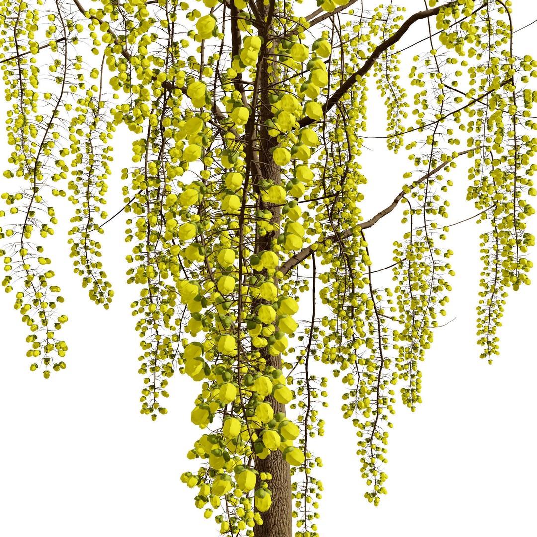 Golden Shower Tree 3D Model – Low Poly Animated Game Asset, FBX, Blender - View 3