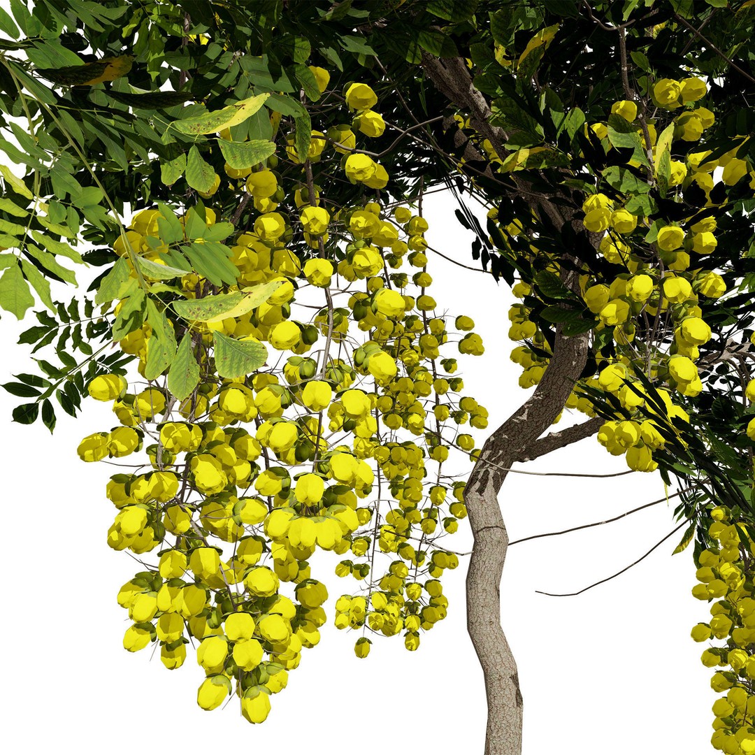Golden Shower Tree 3D Model – Low Poly Animated Game Asset, FBX, Blender - View 4
