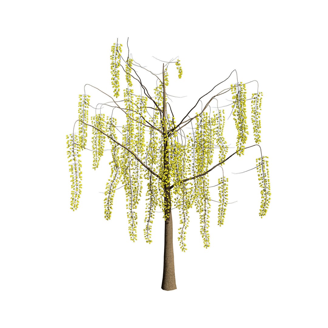 Golden Shower Tree 3D Model – Low Poly Animated Game Asset, FBX, Blender - View 5