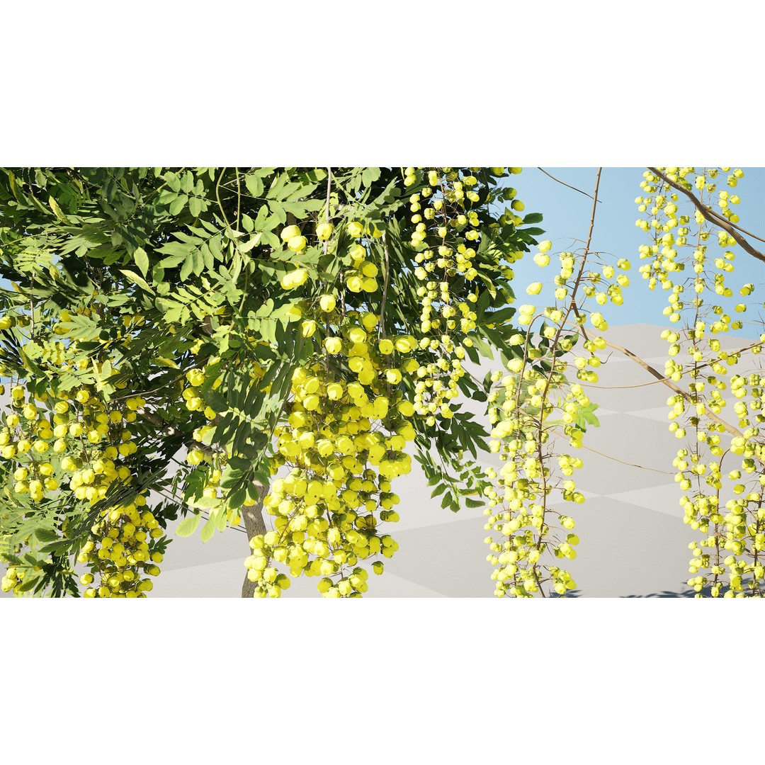 Golden Shower Tree 3D Model – Low Poly Animated Game Asset, FBX, Blender - View 8