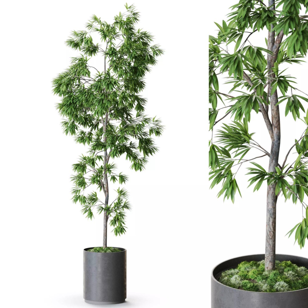 Plant 1286 3D Model – High-Quality Pot Plant for Archviz and Landscaping - View 2
