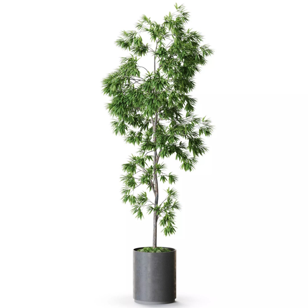 Plant 1286 3D Model – High-Quality Pot Plant for Archviz and Landscaping - View 3